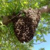 Bee Sawrm 1