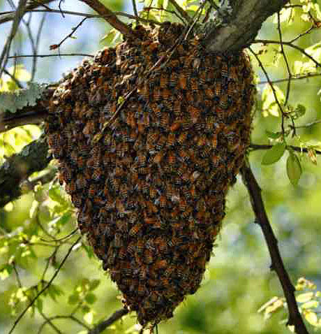 Bee Swarm at El Dorado Bee Swarm Removal