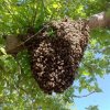 Bee Swarms