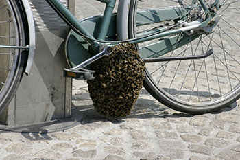 Bee Swarm at El Dorado Bee Swarm Removal